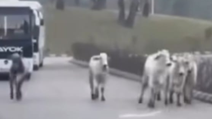 Anguslar Hatay'da Şehir Turuna Çıktı